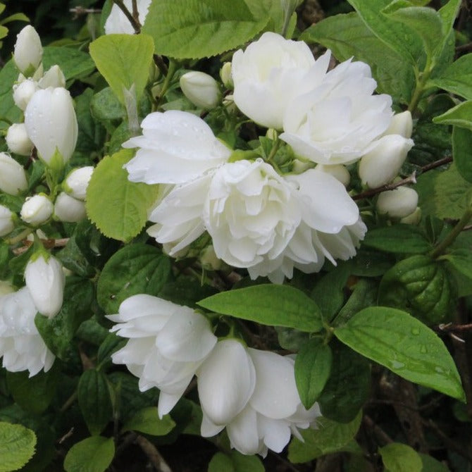 Philadelphus Snowbelle