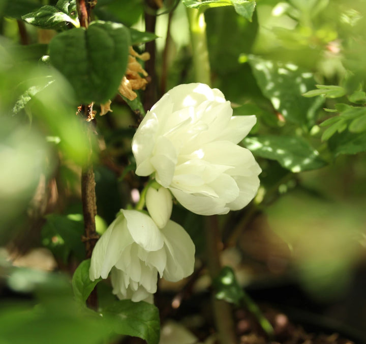 Philadelphus Snowbelle