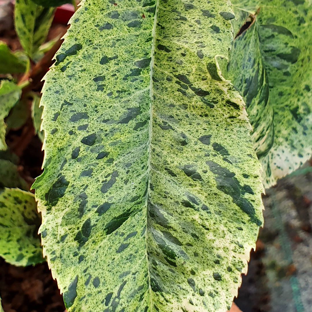 Photinia serr. Pink Crispy  3 Ltr pot