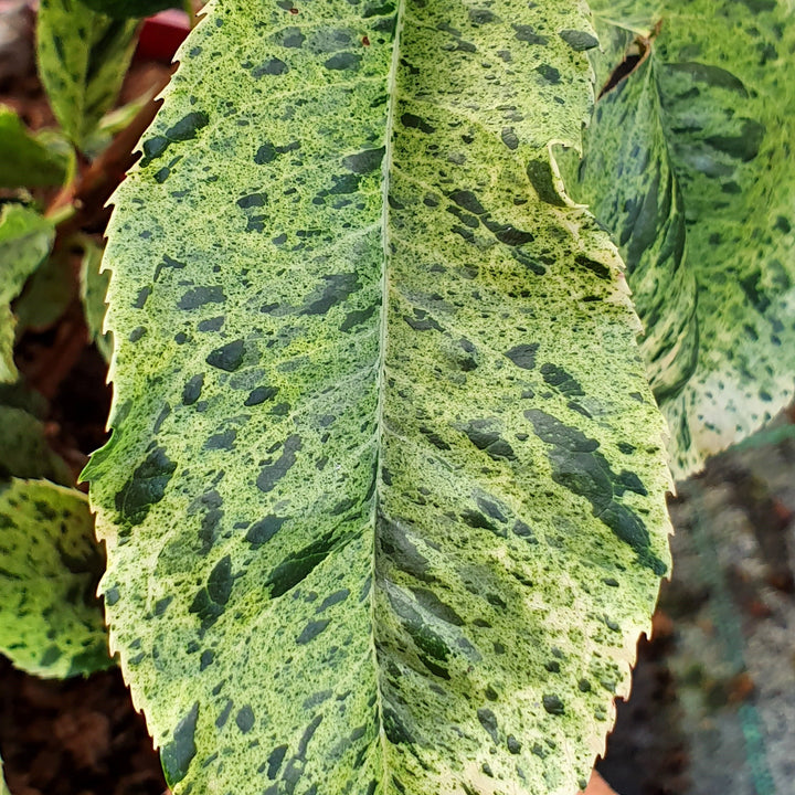 Photinia serr. Pink Crispy  3 Ltr pot