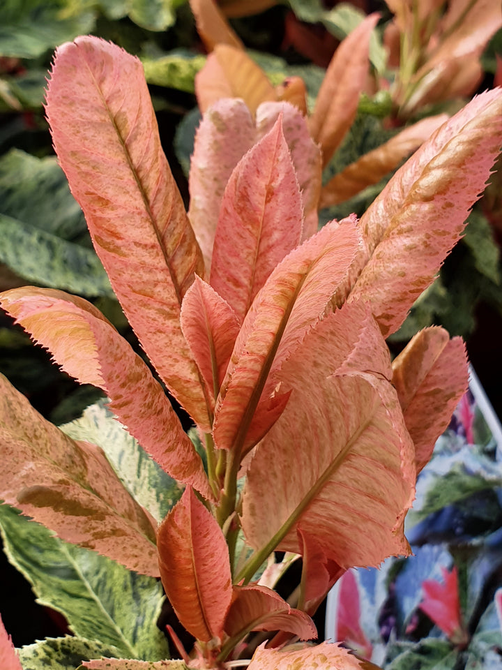 Photinia serr. Pink Crispy  3 Ltr pot