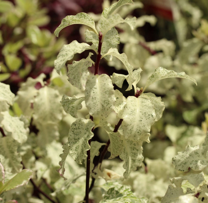 PITTOSPORUM Irene Patterson