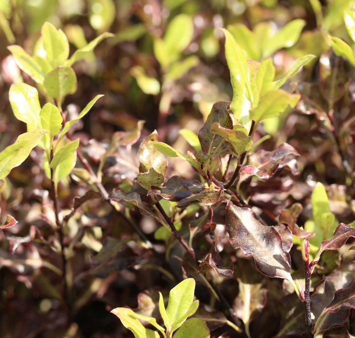 PITTOSPORUM T. TOM THUMB