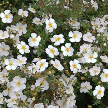 Potentilla Abbotswood