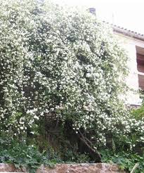 ROSA BANKSIA ALBA  CLT 7/9  H 150  CM +     RAMP.