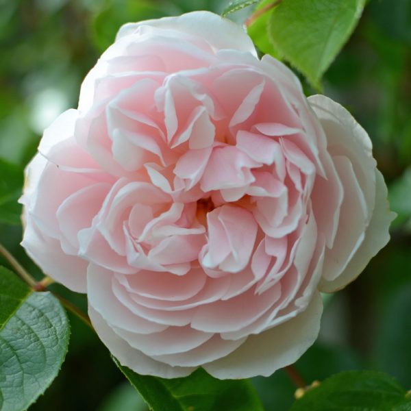 David Austin Rosa The Generous Gardener 6L Climber