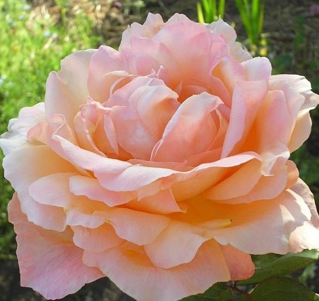 ROSA ANTIGUA Hybrid Tea