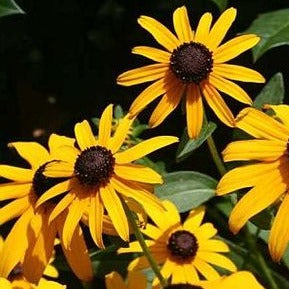 Rudbeckia f. Goldsturm  P13