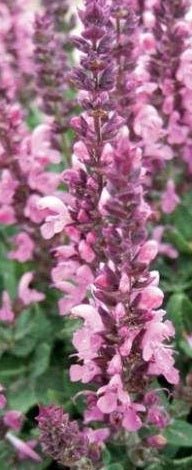 Salvia nemorosa Caradonna Pink