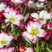 SAXIFRAGA Picotee Red