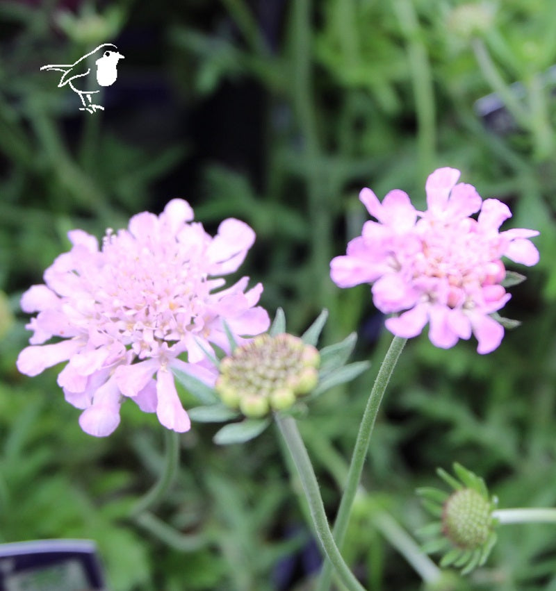 Scabiosa Pink Mist