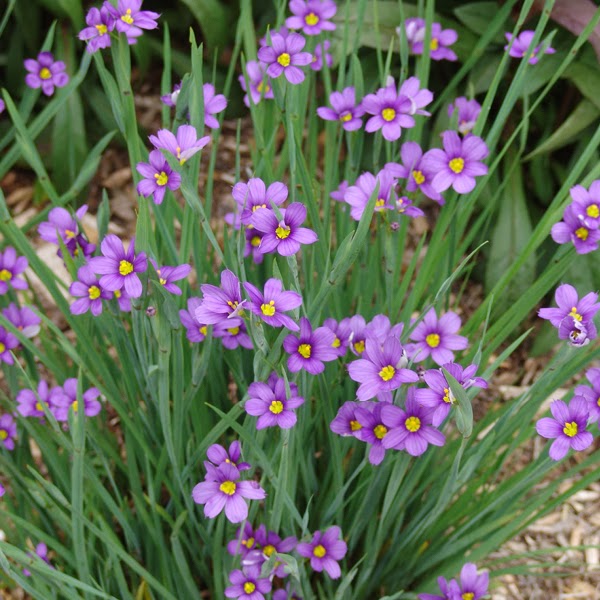 SISYRINCHIUM EK BALLS