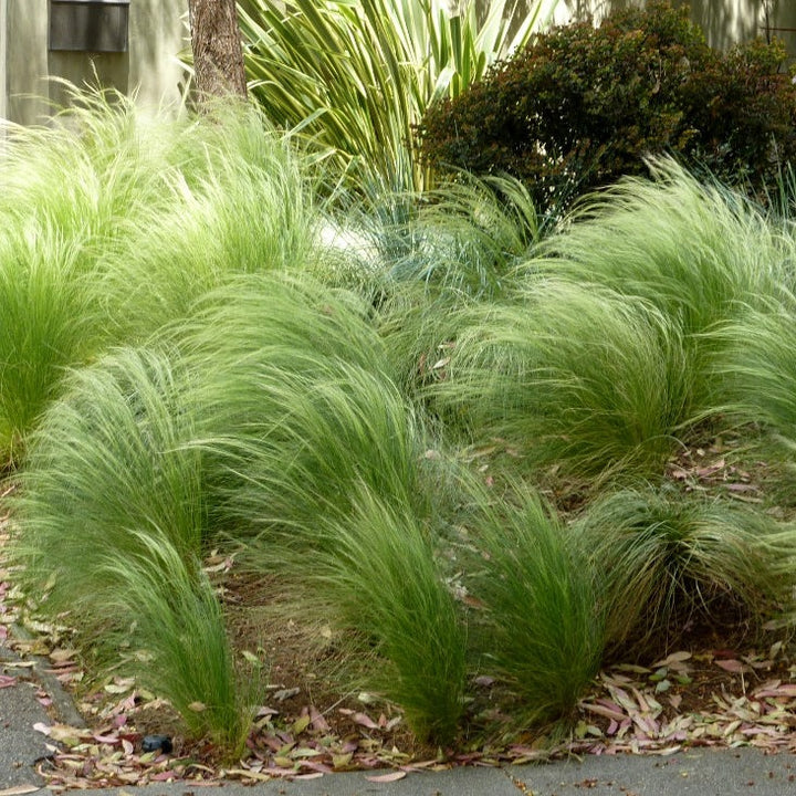 Stipa tenuissima Ponytails 12cm Pot