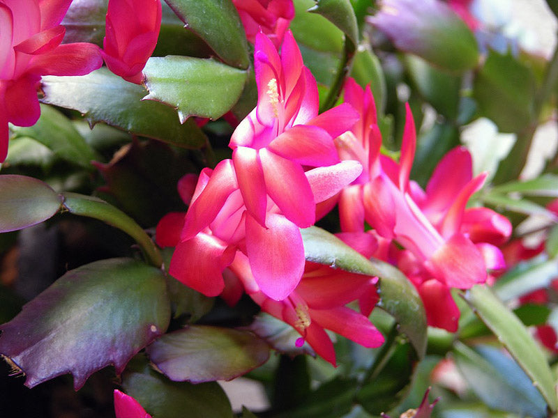 Schlumbergera mix