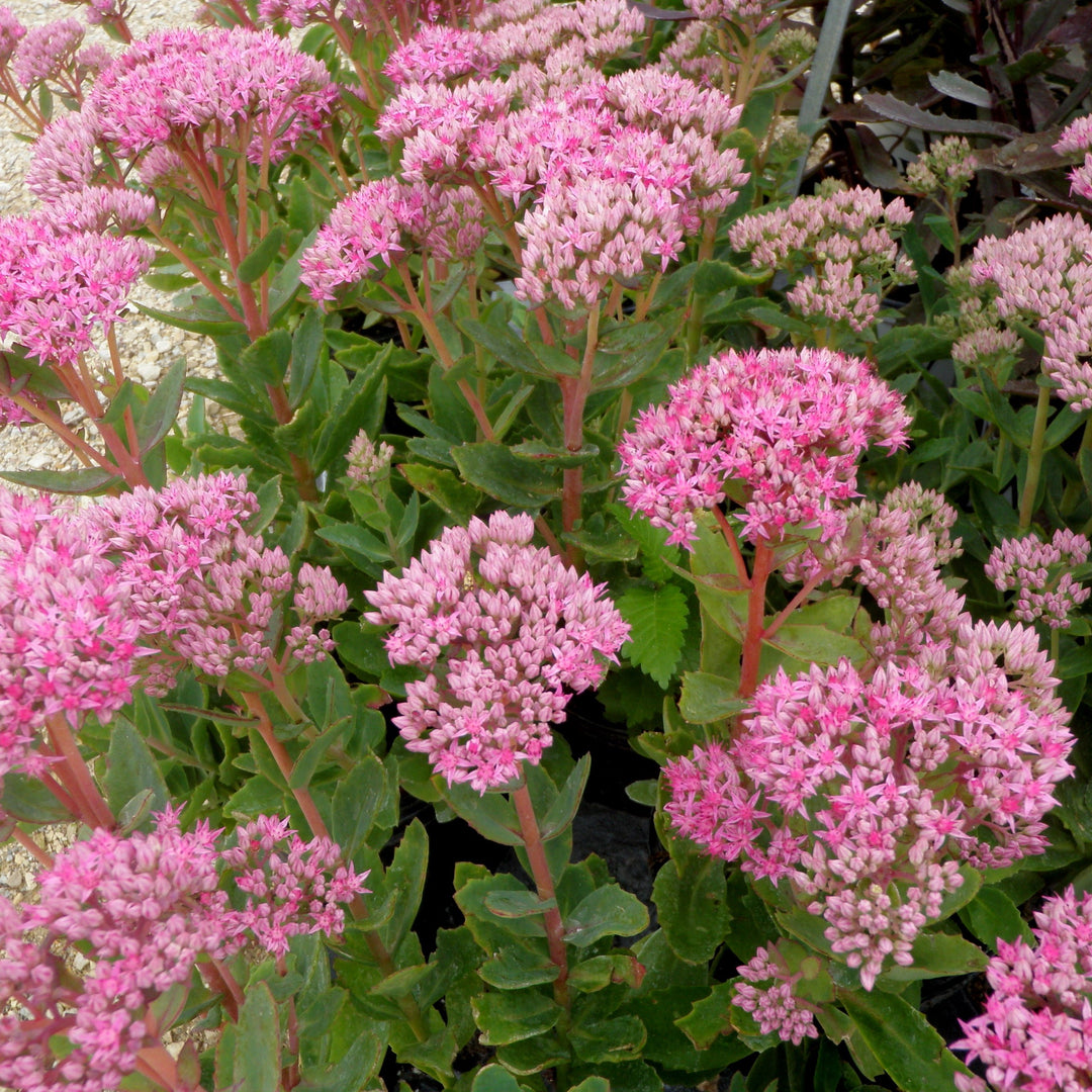 Sedum hybr. Carl