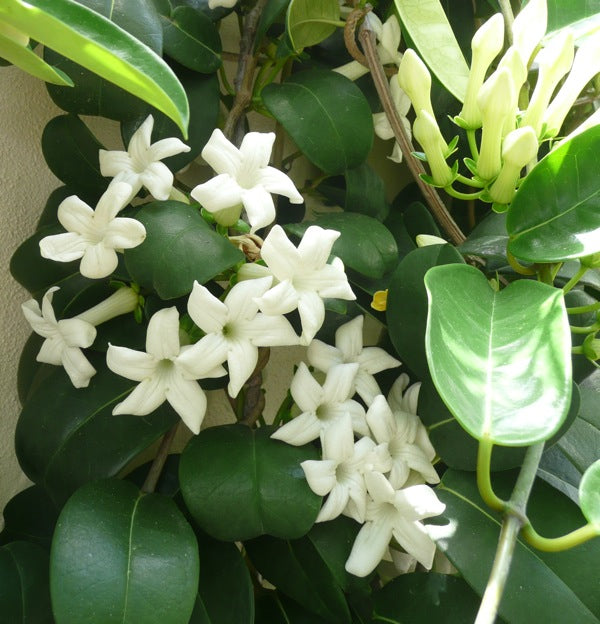 Stephanotis floribunda approx 9-10 flowers in 12cm Pot ( Madagascar Jasmine )