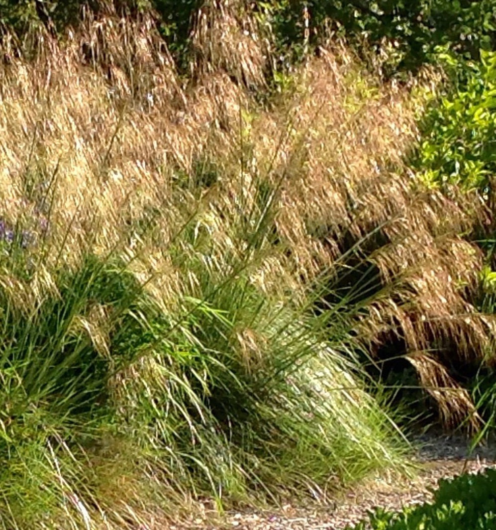 Stipa gigantea