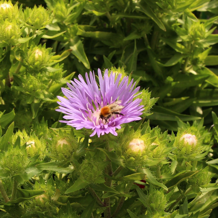 Stokesia Mels Blue