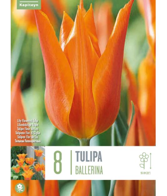 TULIPA BALLERINA X 8