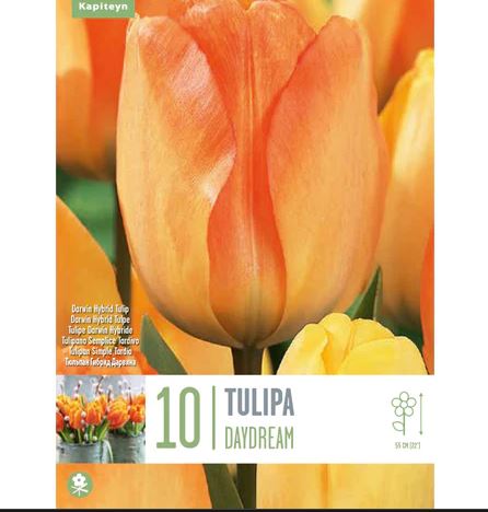 TULIPA DAYDREAM X 10