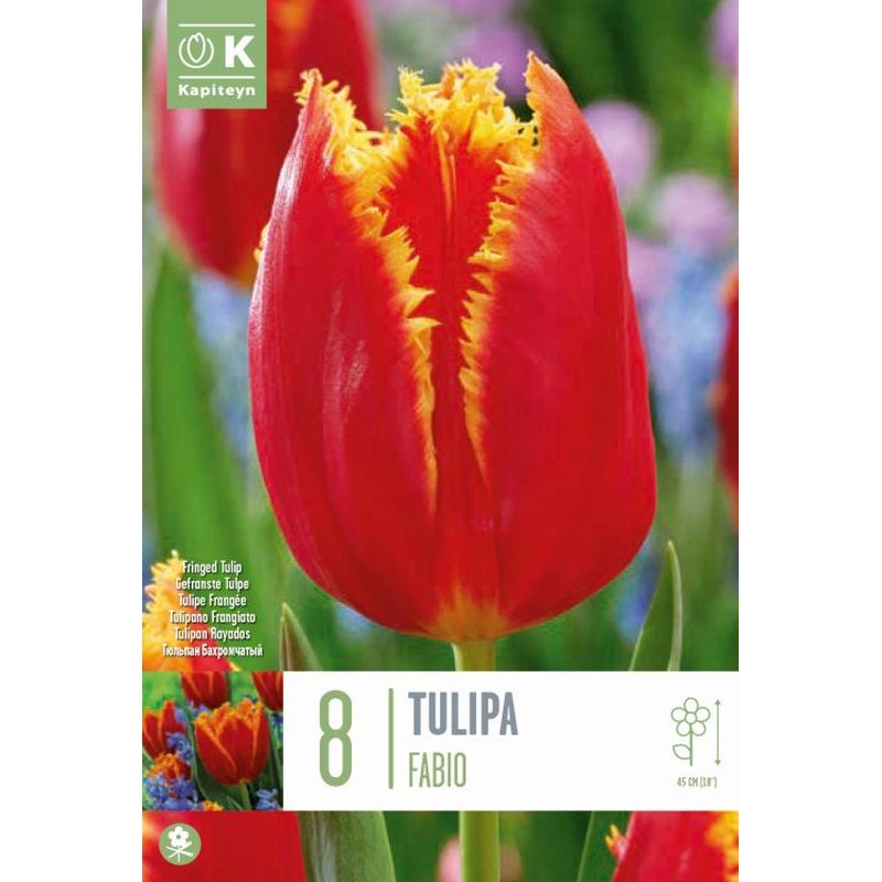 TULIPA FABIO X 8