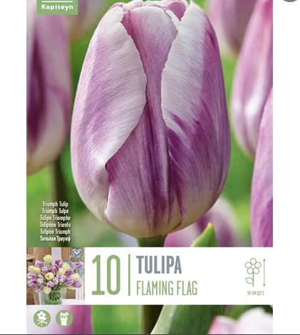 TULIPA FLAMING FLAG X 10