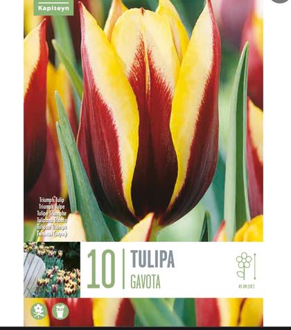 TULIPA GAVOTA X 10