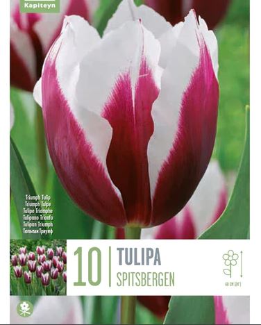 TULIPA SPITSBERGEN X 10