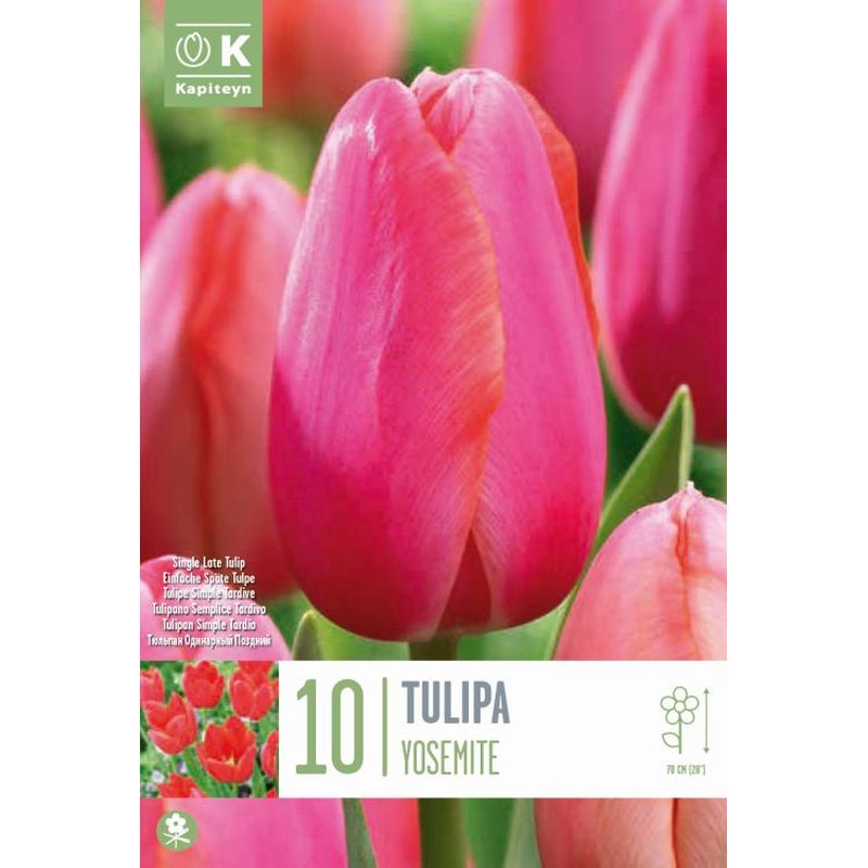 TULIPA YOSEMITE X 10 – Windyridge Garden Centre