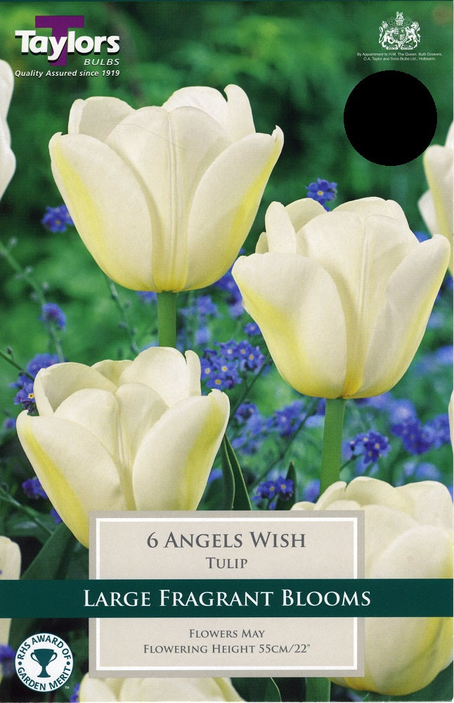 TULIP ANGELS WISH X 7