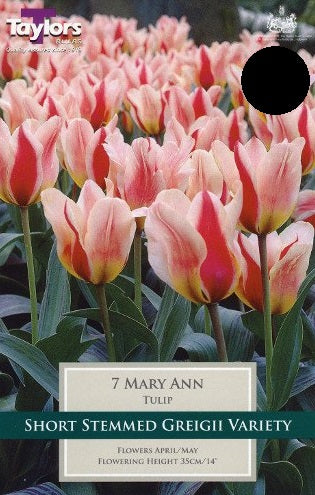 TULIP MARY ANN X 8