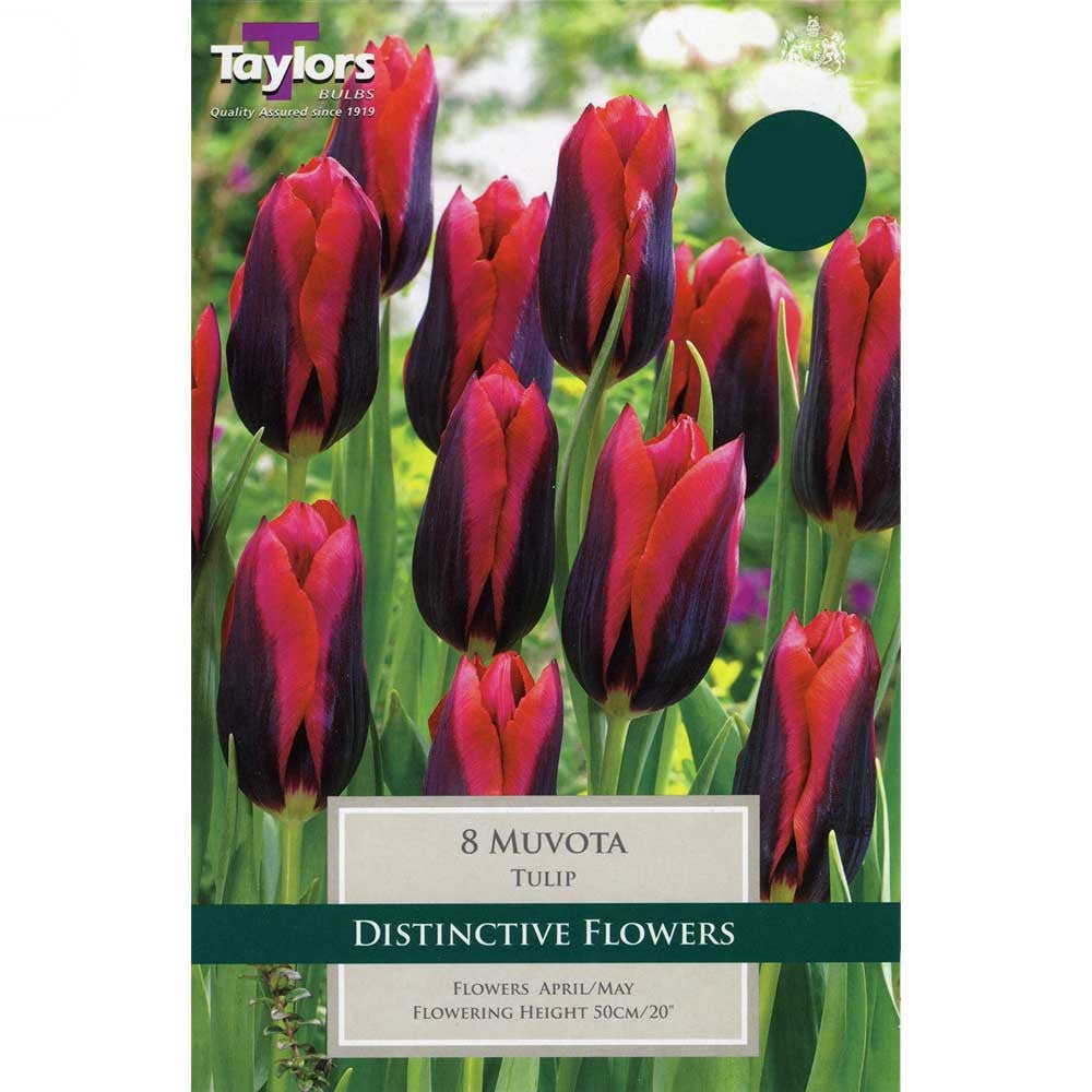 TULIP MUVOTA X 6