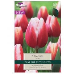 TULIP TIMELESS