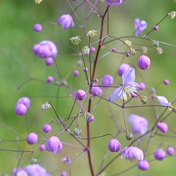 Thalictrum Splendide