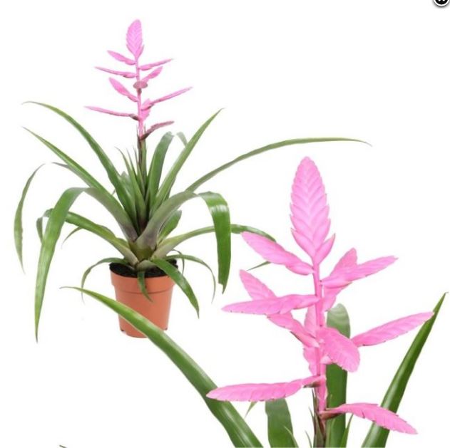 Tillandsia andreas  P12