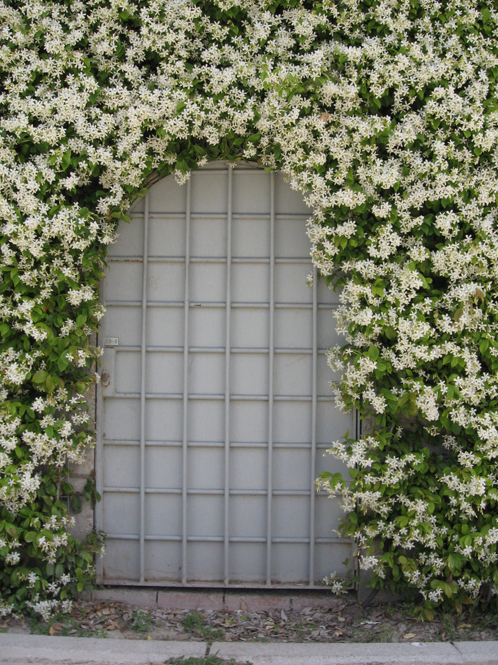 Trachelospermum jasminoides