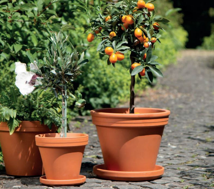 Traditional Terracotta Pot D11.2cm/ H9.6cm