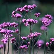 VERBENA bonariensis