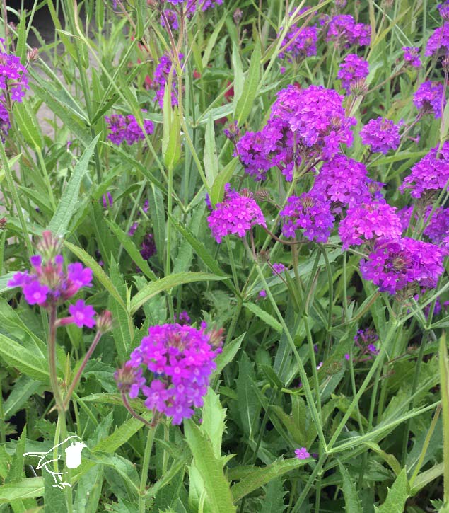 Slender Vervain (Verbena Rigida)