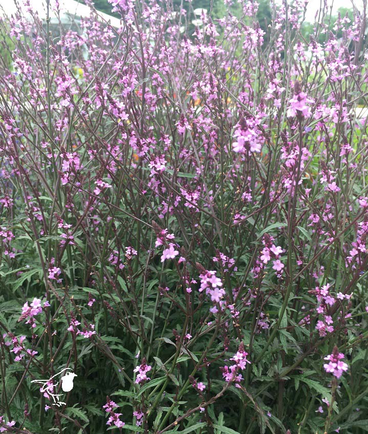 Verbena officinalis Bampton