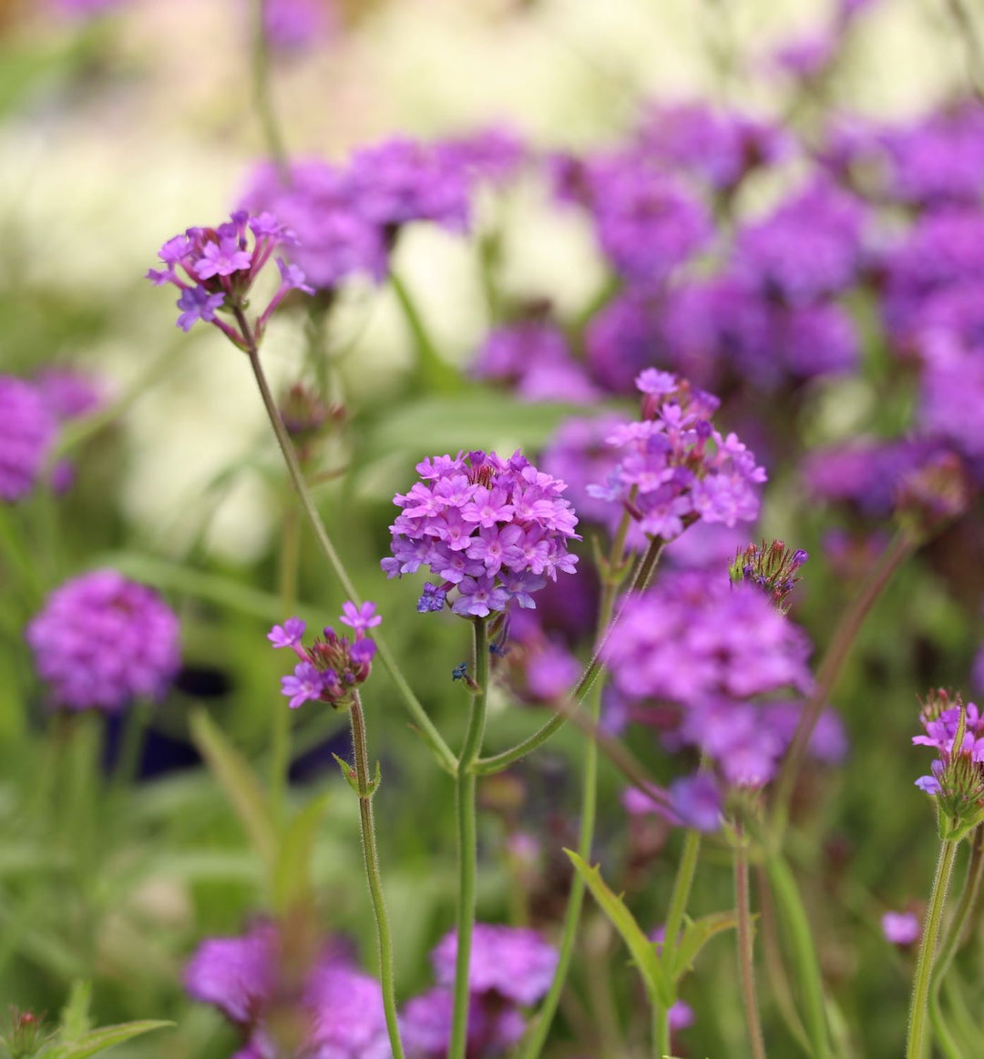 Verbena rigidia