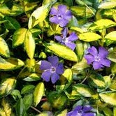 Vinca minor illumination