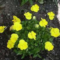 Viola Buttercup