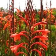 Watsonia Royal Salmon