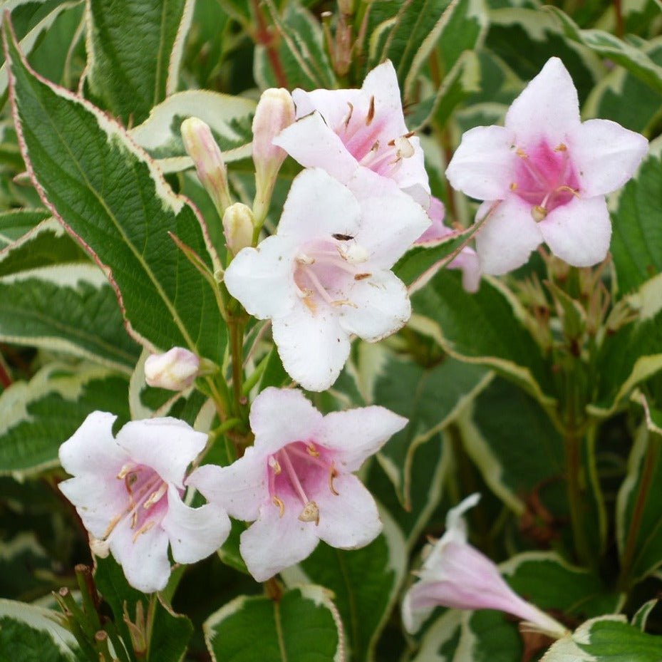 Weigela Kosteriana Variegata