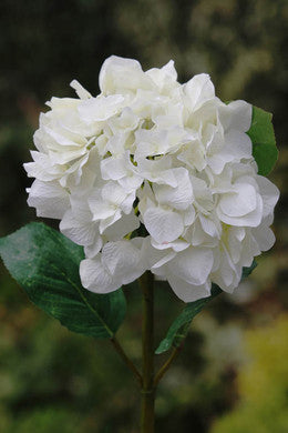 Hydrangea White