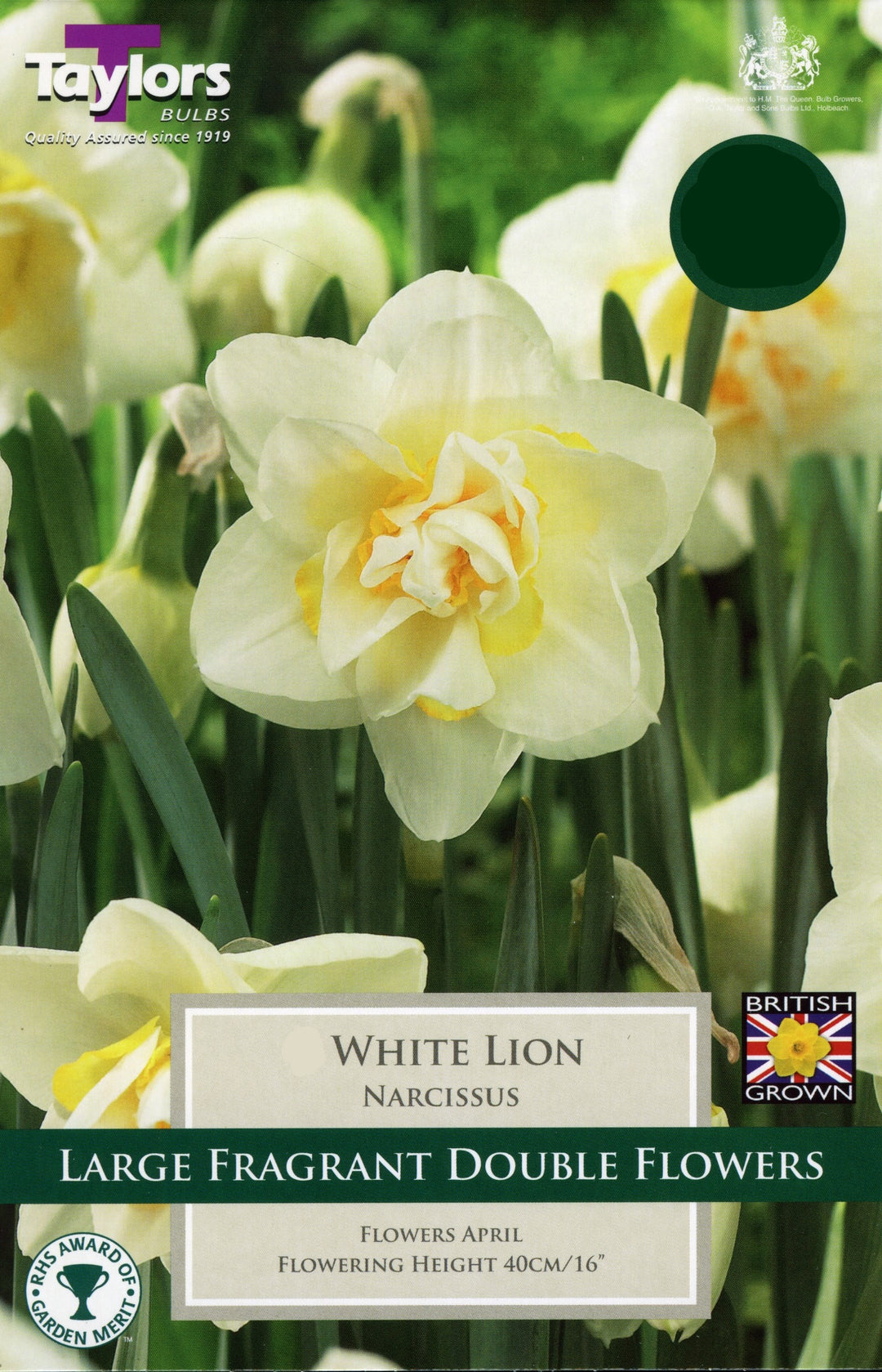 NARCISSUS WHTE LION X 7