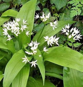 Wild Garlic