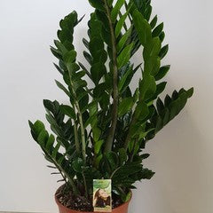 Zamioculcas zamiifolia