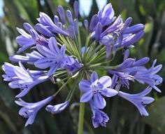 AGAPANTHUS BLUE X 4